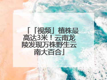 「视频」植株最高达3米！云南龙陵发现万株野生云南大百合