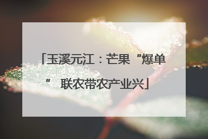 玉溪元江：芒果“爆单” 联农带农产业兴