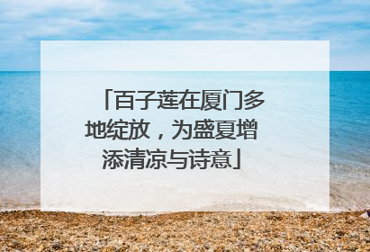 百子莲在厦门多地绽放，为盛夏增添清凉与诗意