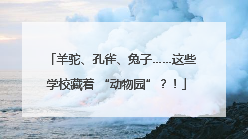 羊驼、孔雀、兔子……这些学校藏着 “动物园”？！