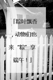 粽叶飘香，动物们也来“粽”享端午！