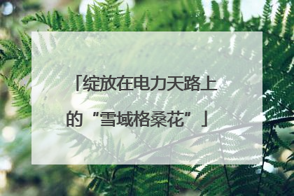 绽放在电力天路上的“雪域格桑花”