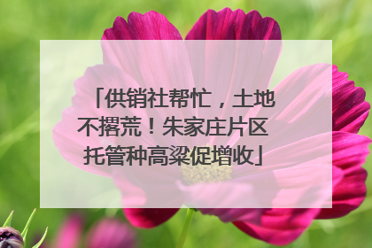 供销社帮忙，土地不撂荒！朱家庄片区托管种高粱促增收