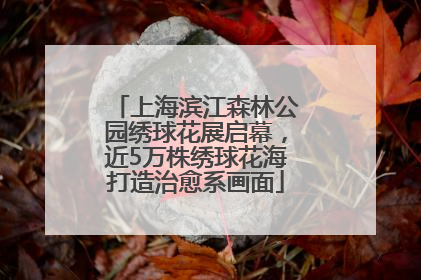 上海滨江森林公园绣球花展启幕，近5万株绣球花海打造治愈系画面