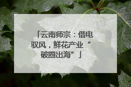 云南师宗：借电驭风，鲜花产业“破圈出海”