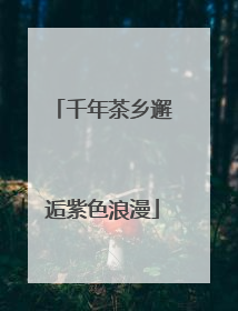 千年茶乡邂逅紫色浪漫