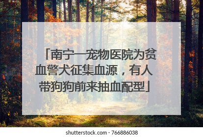南宁一宠物医院为贫血警犬征集血源，有人带狗狗前来抽血配型