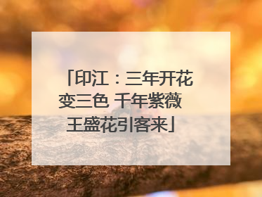 印江：三年开花变三色 千年紫薇王盛花引客来