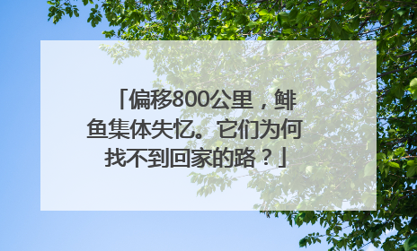 偏移800公里，鲱鱼集体失忆。它们为何找不到回家的路？