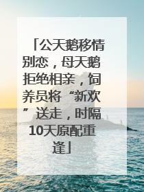 公天鹅移情别恋，母天鹅拒绝相亲，饲养员将“新欢”送走，时隔10天原配重逢