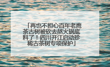 再也不担心百年老鹰茶古树被砍去熬火锅底料了！四川开江启动珍稀古茶树专项保护