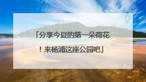 分享今夏的第一朵荷花！来杨浦这座公园吧