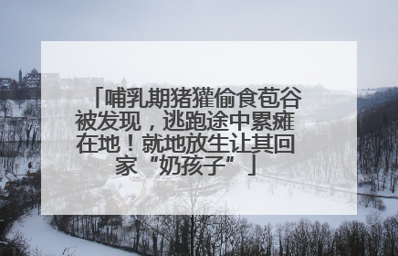 哺乳期猪獾偷食苞谷被发现，逃跑途中累瘫在地！就地放生让其回家“奶孩子”