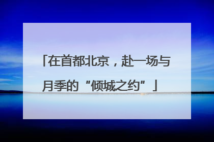 在首都北京，赴一场与月季的“倾城之约”