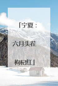宁夏：六月头茬枸杞红