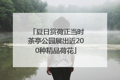 夏日赏荷正当时 茶亭公园展出近200种精品荷花