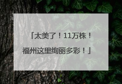 太美了！11万株！福州这里绚丽多彩！
