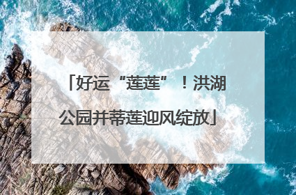 好运“莲莲”！洪湖公园并蒂莲迎风绽放