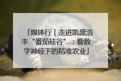 媒体行｜走进凯盛浩丰“番茄硅谷”：看数字神经下的精准农业