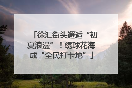 徐汇街头邂逅“初夏浪漫”！绣球花海成“全民打卡地”