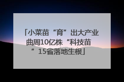 小菜苗“育”出大产业 曲周10亿株“科技苗”15省落地生根