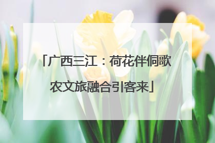 广西三江：荷花伴侗歌 农文旅融合引客来
