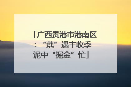 广西贵港市港南区：“藕”遇丰收季 泥中“掘金”忙