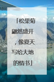 松果菊翩然盛开，像夏天写给大地的情书