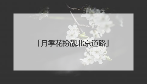 月季花扮靓北京道路