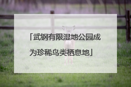 武钢有限湿地公园成为珍稀鸟类栖息地