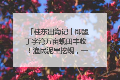 桂东出海记丨即墨丁字湾万亩蚬田丰收！渔民泥里挖蚬，一天上岸过千斤