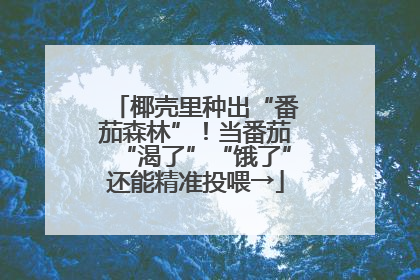 椰壳里种出“番茄森林”！当番茄“渴了”“饿了”还能精准投喂→