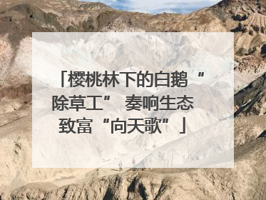 樱桃林下的白鹅“除草工” 奏响生态致富“向天歌”