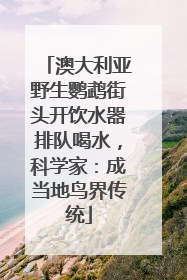 澳大利亚野生鹦鹉街头开饮水器排队喝水，科学家：成当地鸟界传统