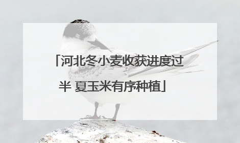 河北冬小麦收获进度过半 夏玉米有序种植
