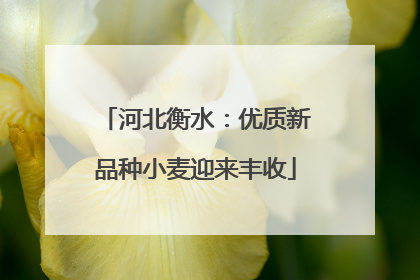 河北衡水：优质新品种小麦迎来丰收