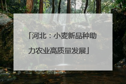 河北：小麦新品种助力农业高质量发展