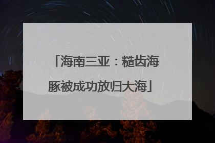 海南三亚：糙齿海豚被成功放归大海