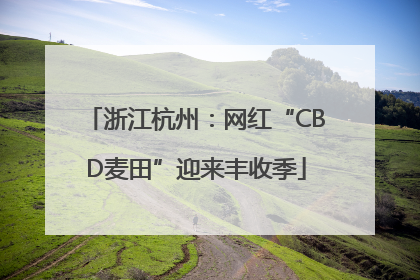 浙江杭州：网红“CBD麦田”迎来丰收季