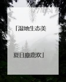 湿地生态美 夏日麋鹿欢
