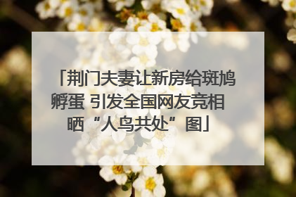 荆门夫妻让新房给斑鸠孵蛋 引发全国网友竞相晒“人鸟共处”图