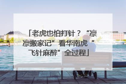 老虎也怕打针？“凛凛搬家记”看华南虎“飞针麻醉”全过程