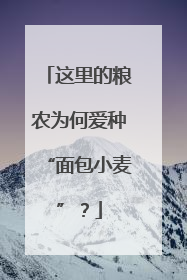 这里的粮农为何爱种“面包小麦”？