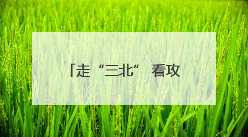 走“三北” 看攻坚①｜太行披“绿装” 连翘药茶香