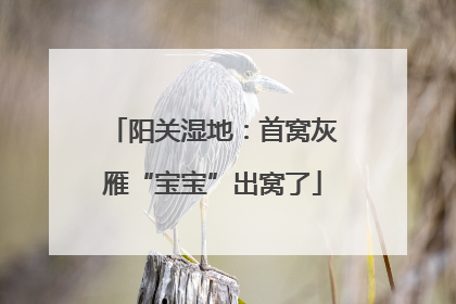 阳关湿地：首窝灰雁“宝宝”出窝了