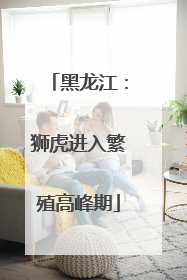 黑龙江：狮虎进入繁殖高峰期