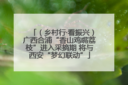（乡村行·看振兴）广西合浦“香山鸡嘴荔枝”进入采摘期 将与西安“梦幻联动”