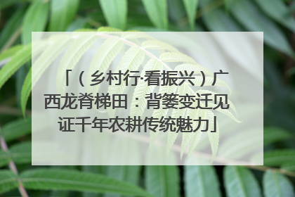 （乡村行·看振兴）广西龙脊梯田：背篓变迁见证千年农耕传统魅力