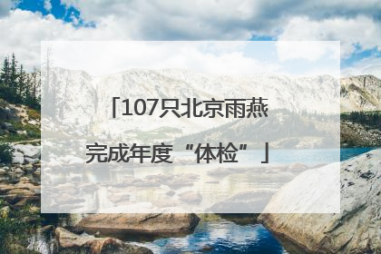 107只北京雨燕完成年度“体检”