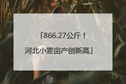 866.27公斤！河北小麦亩产创新高